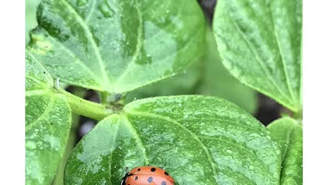 1500 Live Ladybugs #shorts #ladybugs #insects