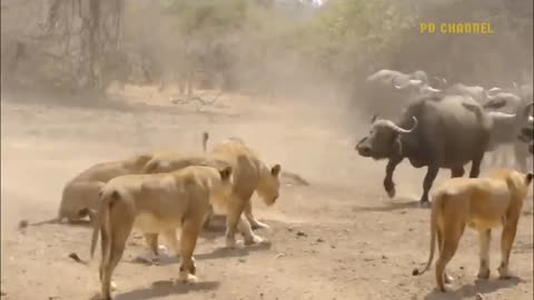 Shocking Moments When Painful Lions Are Attacked And Tortured By Best Animal Home