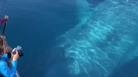 Whale Watchers Encounter 100-Ft-Long Blue Whale