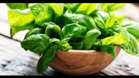 Culinary Use of Basil