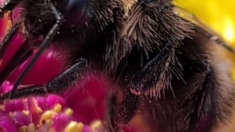 We received a Rare Black Bumblebee delivered yesterday inside a parcel from Amazon