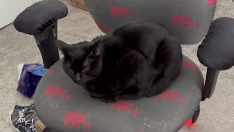 Adopting a Cat from a Shelter Vlog - Cute Precious Piper Shows How to Make an Office Loaf