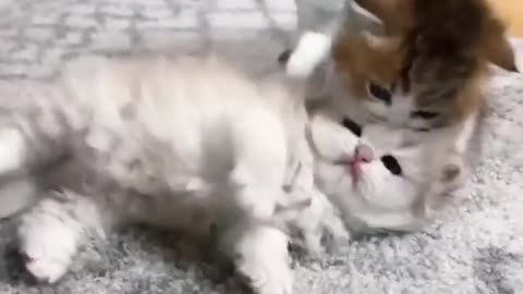 Cute kitten