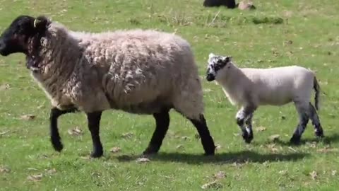 Baby goats kids jumping yelling and playing | hd video