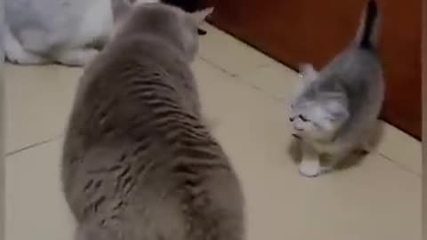 cats funny video