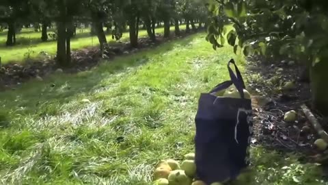 Awesome Pears Cultivation Technology - Pears Farming and Harvest - Pears Processing