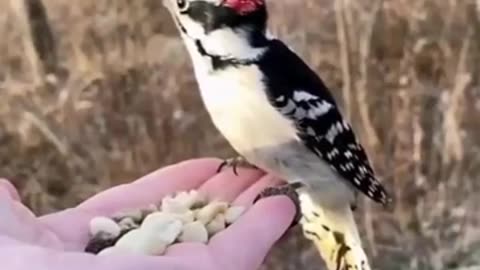 Very Calm And Patient Bird #shorts #viral #shortsvideo #video