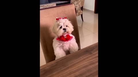 funny animals video