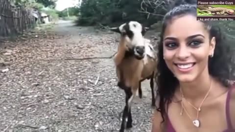 Who's the goat? Funny goat moments and fights