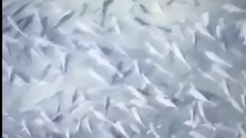 🎣That's a lot of fish! - Fish population explodes while war in Ukraine rages on