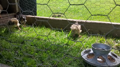 4 weeks old chicks