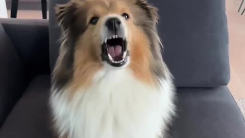 Everybody scream dog