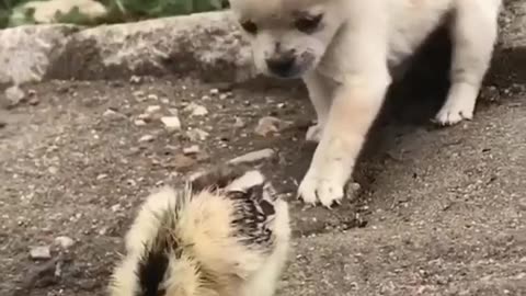 Puppy play with duck