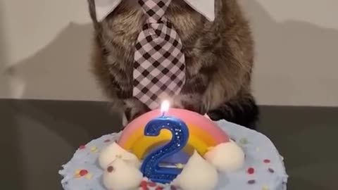 Celebrating my cat birthday.😀😺💖