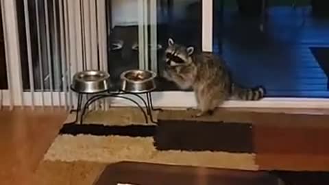 Raccoon Sneaks Inside House Through Open Door and Eats From Dog's Food Bowl