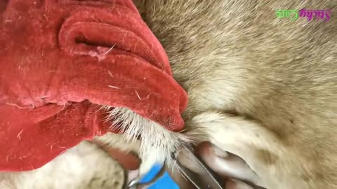 Remove Ticks From Dog, Dog Ticks Removing Video