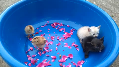 cute puppy playing with chicks and kittens