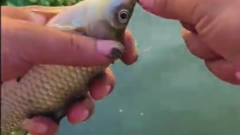 Fishing cute funny video