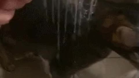 cat enjoying shower