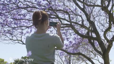 Jacaranda season in Sydney