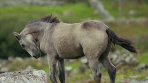 lovely horse....feel freedom..