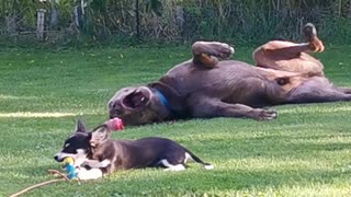 Labrador & Chihuahua