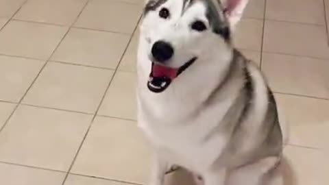 FUNNY HUSKY REFUSES TO BARK!