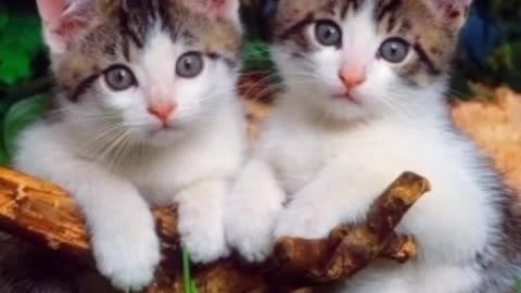 Beautiful cats - cute cats - affectionate little cats