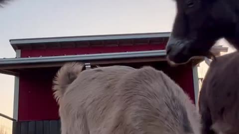 Baby goats playing and checking out the camera