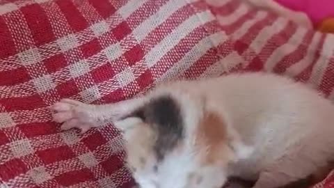 Lactating cat needed for Kitten #cat #dog #catlover #doglover #animals #pets #instastrays