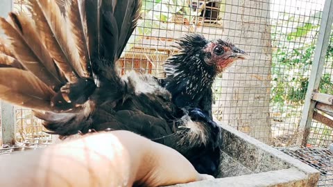 Backyard poultry farming