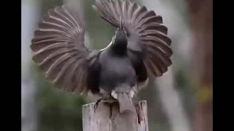 Bird Praise The Lord by Dance