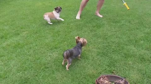 Cute dogs playing with homemade flirt stick!