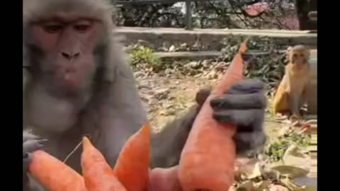 Feeding Carrots to a Group of Monkeys