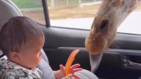 The Baby And The Giraffe