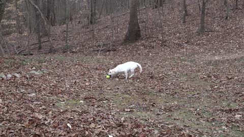 a white dog plays with a tennis ball