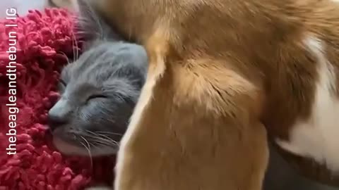 Kitty’s Blanket