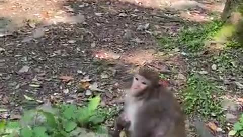 Cute Monkey China & Funny Love monkey| Animals Love