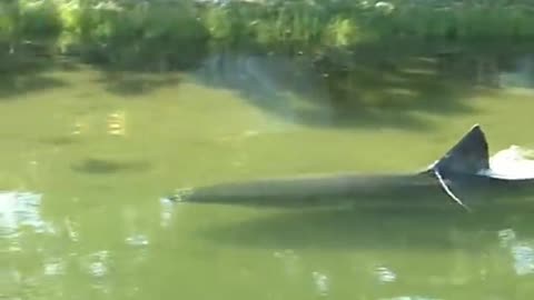 Great White Shark in Massachusetts salt pond