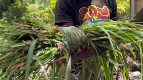 Jamaicans Call This Fever Grass | Plant Medicine | Healing Herbs