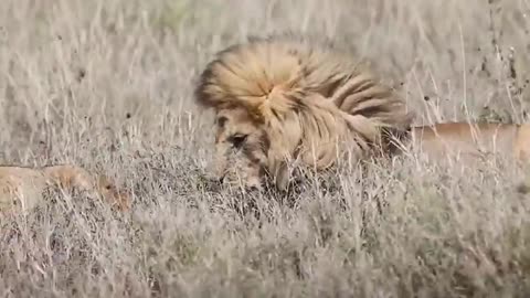 Lions Can't Take Down This Spiky Warrior! 😱🌍