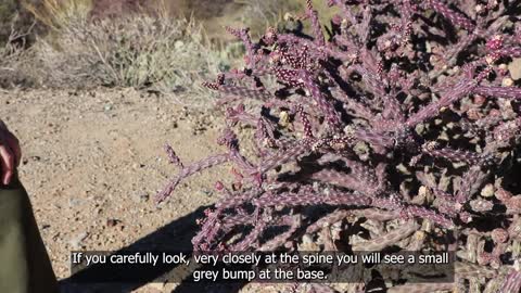 Sonoran Desert Overlook - Saguaro National Park