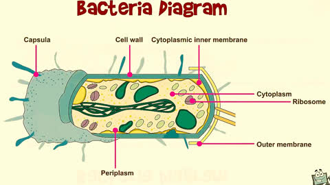 Virus and Bacteria || video for kids