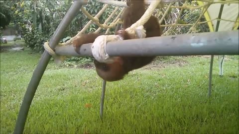 Funny Baby Sloth Video