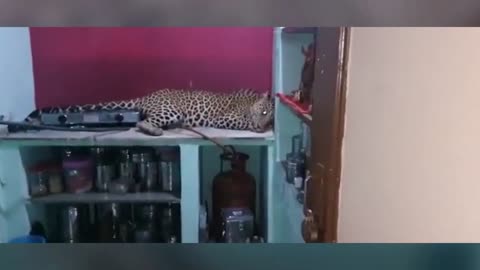 Family discover leopard laying on kitchen surface