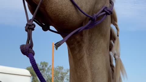 Happy Horse Smiles for the Camera