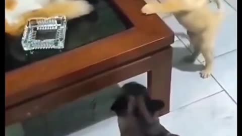 Dog and Cat Funny moments