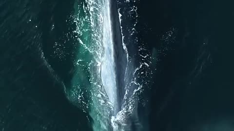 dead whale up a beach