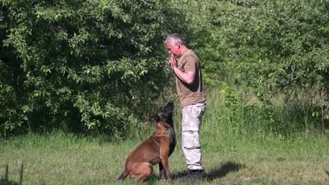 Dog traning video