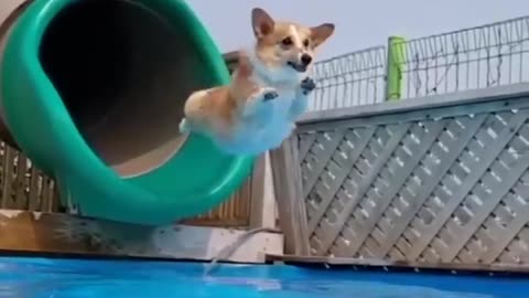 Dog swim